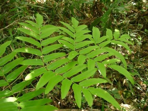 Osmunda japonica - Japanese Royal Fern Osmunda japonica - Japanese Royal Fern 9cm €5.95