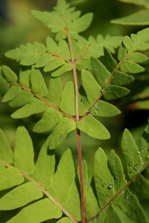Osmunda regalis 'Purpurascens' Purple Royal fern 9cm €4.95