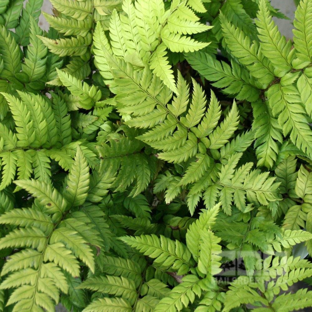 Polystichum rigens- Holly Fern 9cm Polystichum rigens- Holly Fern 9cm €4,50