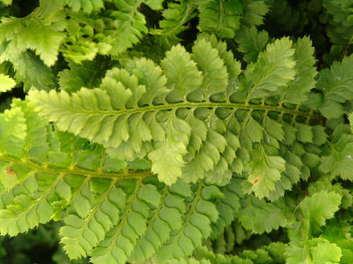Polystichum setiferum 'Congestum' AGM 9cm €4.95