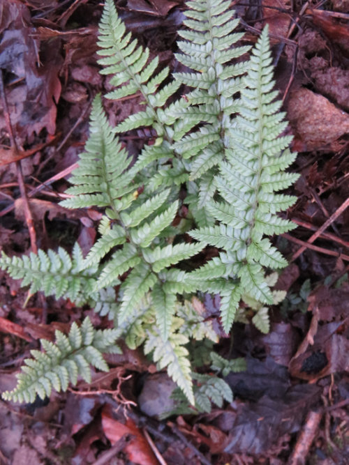 Polyctichum luctuosum - Frosted Rock Fern 9cm €5.95