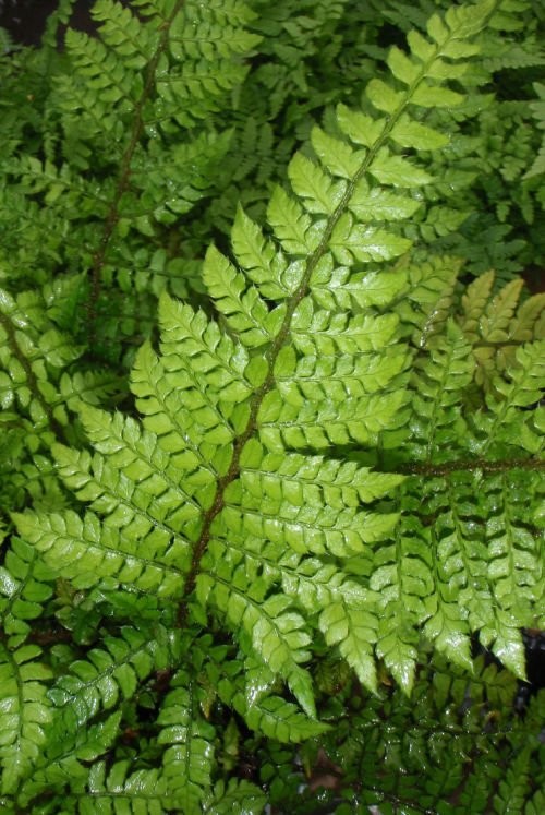 Polystichum makinoi - Makino's Holly Fern 9cm €4.95