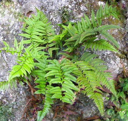 Polystichum mayebarae 1 litre €8.00