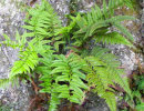Polystichum mayebarae 1 litre €8.00