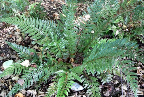 Polystichum neolobatum- Asian Sabre Fern 9cm €5.95