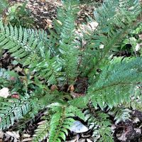 The evergreen fern collection- 7 ferns €29