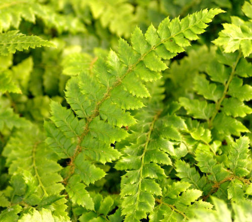 The evergreen fern collection- 4 ferns €17