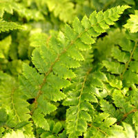 The evergreen fern collection- 4 ferns €17