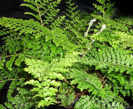 Polystichum setiferum 'Plumosum Densum' 9cm €4.95