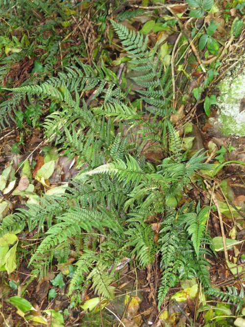 Polystichum tsus-simense - Korean Rock Fern 9cm €4.95
