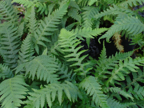 Thelypteris decursive-pinnata - Japanese Beech Fern (Syn. Phegopteris decursive-pinnata) 9cm €5.95