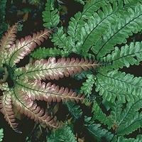 Adiantum hispidulum 'Bronze Venus' Rosy Maidenhair Fern 1 litre sold out Adiantum hispidulum 'Bronze Venus' Rosy Maidenhair Fern 1 litre €7.95