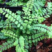 Asplenium trichomanes 'Cristatum' (Crested Maidenhair Spleenwort) sold out Asplenium trichomanes 'Cristatum' (Crested Maidenhair Spleenwort)
