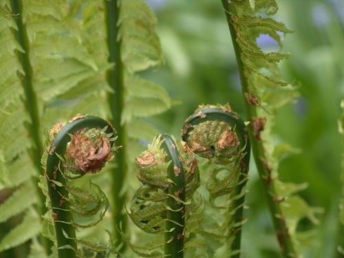 Matteucia struthiopteris 'The King' (Jumbo) Giant Ostrich Fern 9cm Sold out Matteucia struthiopteris 'The King' (Jumbo) Giant Ostrich Fern 9cm €5.95
