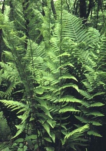 Dryopteris X australis - Dixie Wood Fern 9cm €5.95