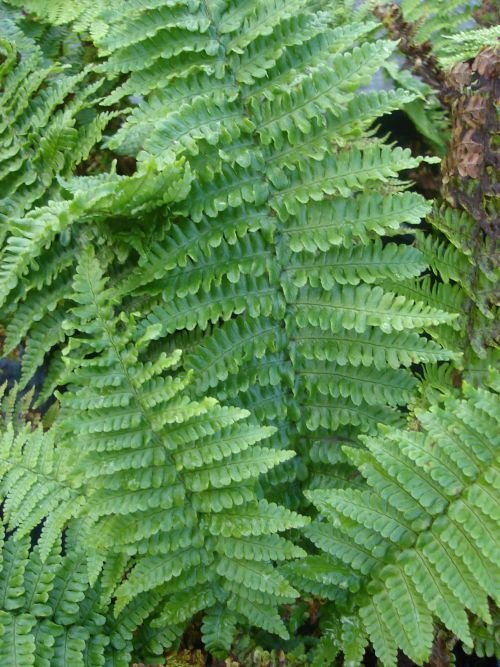 Dryopteris affinis 'Crispa' 9cm €4.95