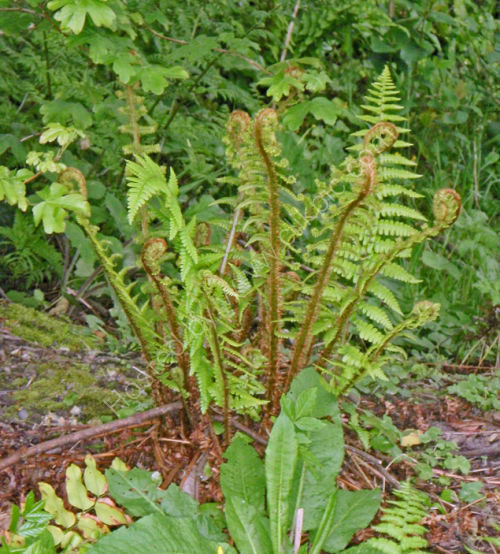 Dryopteris affinis - Golden Scale Male Fern 9cm €4.95