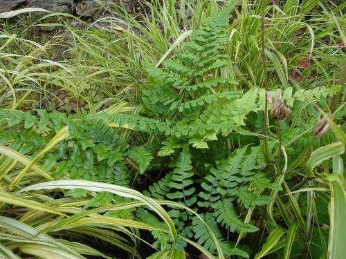 Dryopteris championii sold out Dryopteris championii 9cm Sold out