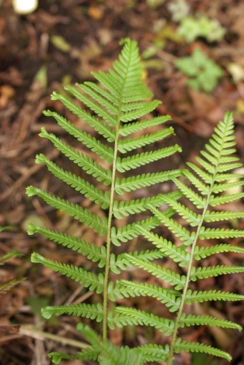 Dryopteris filix-mas 'Furcans' Forked Male Fern 9cm €4.95