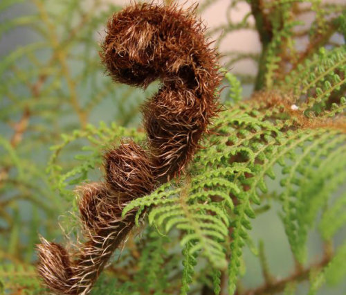 Cyathea tomentosissima - Highland Lace Tree Fern Sold out