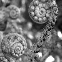 7 x Ferns for Dry Shade Collection. €27