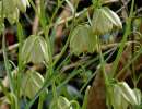 Fritillaria thunbergii 9cm €8.95