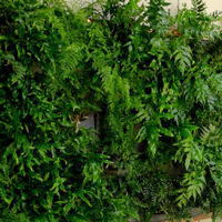 9 mixed ferns for living wall €35