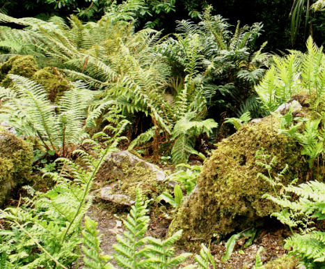 7 hardy ferns €26