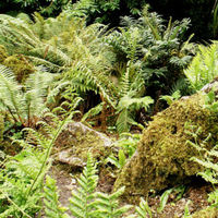 7 hardy ferns €26