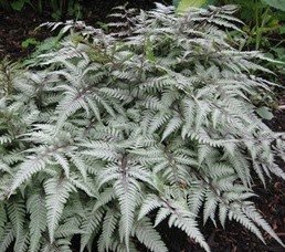 Athyrium nipponicum 'Silver Falls' 9cm €5.95