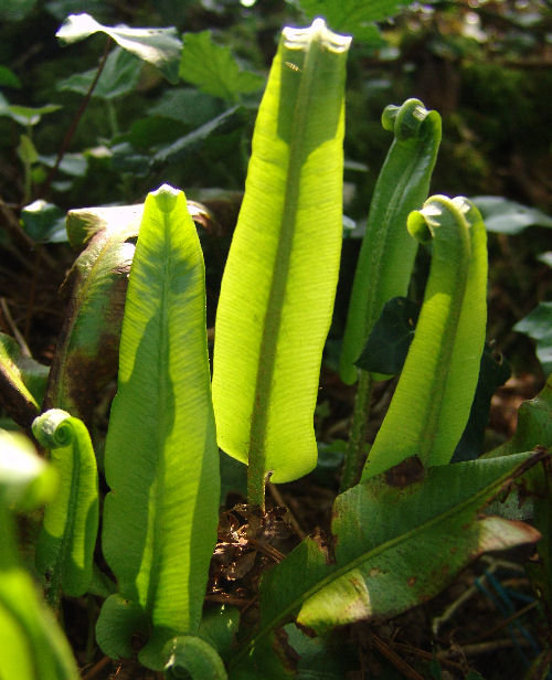 Asplenium scolopendrium- Hart’s Tongue Fern