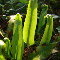Asplenium scolopendrium- Hart’s Tongue Fern 1 litre €5.95