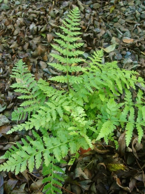 Polystichum braunii Braun's Holly Fern 9cm €4.95