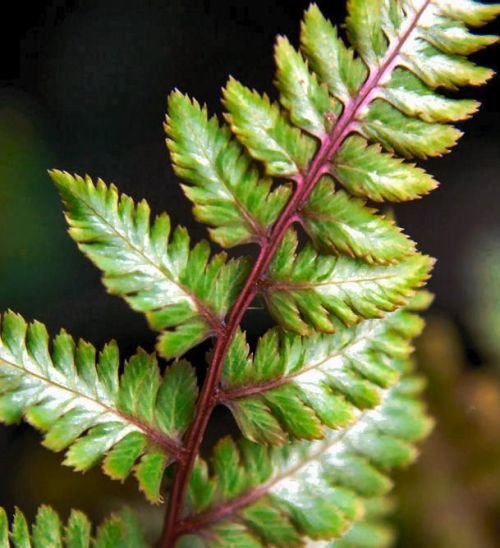 Athyrium nipponicum 'Red Beauty'- Japanese Painted Fern 9cm €4.95