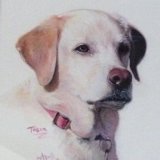 Portraits of Pets