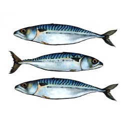 3 Mackerel mini print