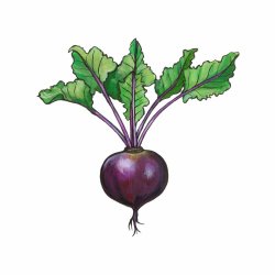 Beetroot Mini Print