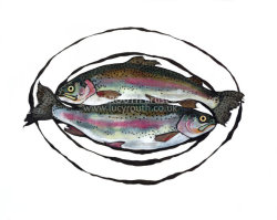Blagdon Trout