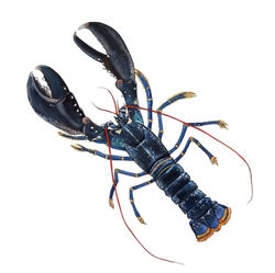Blue Lobster Mini Print