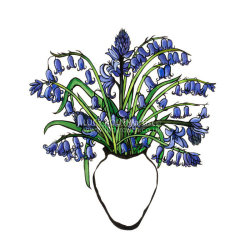 Bluebells