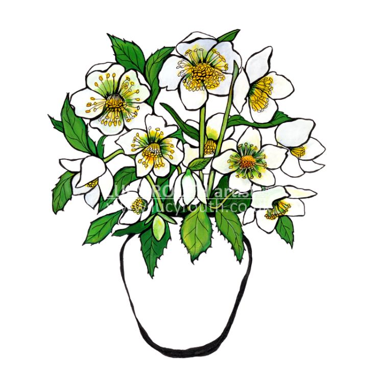 Christmas Rose