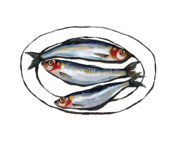 Cornish Sardines
