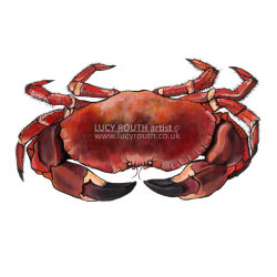 Crab mini print