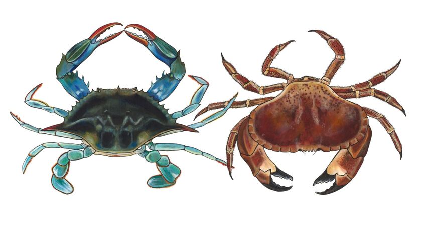 Blue Crab : Brown Crab