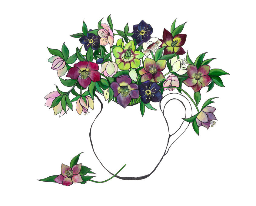 Hellebores
