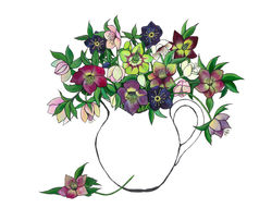 Hellebores
