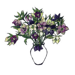 Helleborus