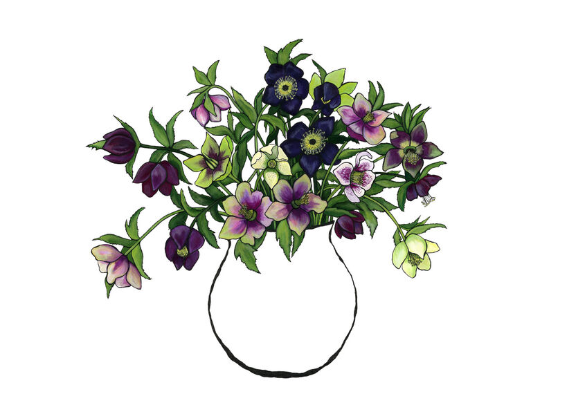 Hellebores