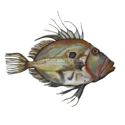 John Dory mini print