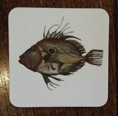 John Dory coaster
